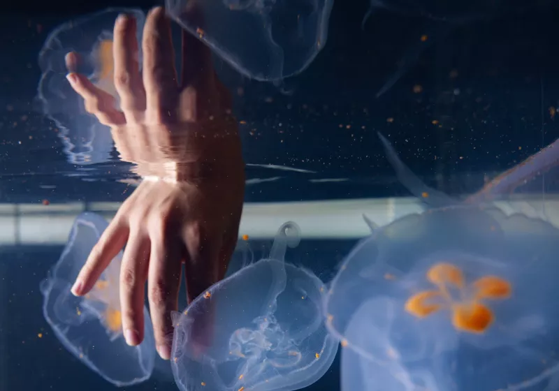 Cyborg jellyfish could explore the deep sea to track climate change