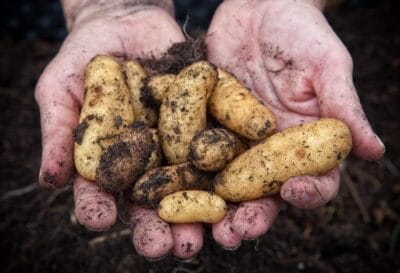 New pest management strategies for potatoes