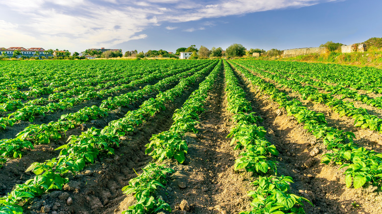 Researchers Want To Use AI To Fight Potato Blight