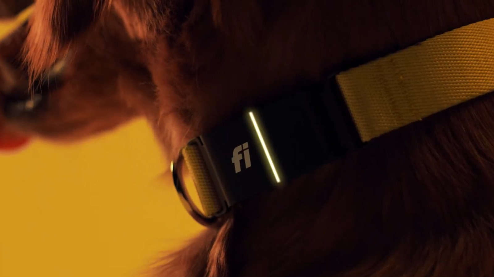 How Well Does The Fi Collar Work? Here’s What Pet Owners Say