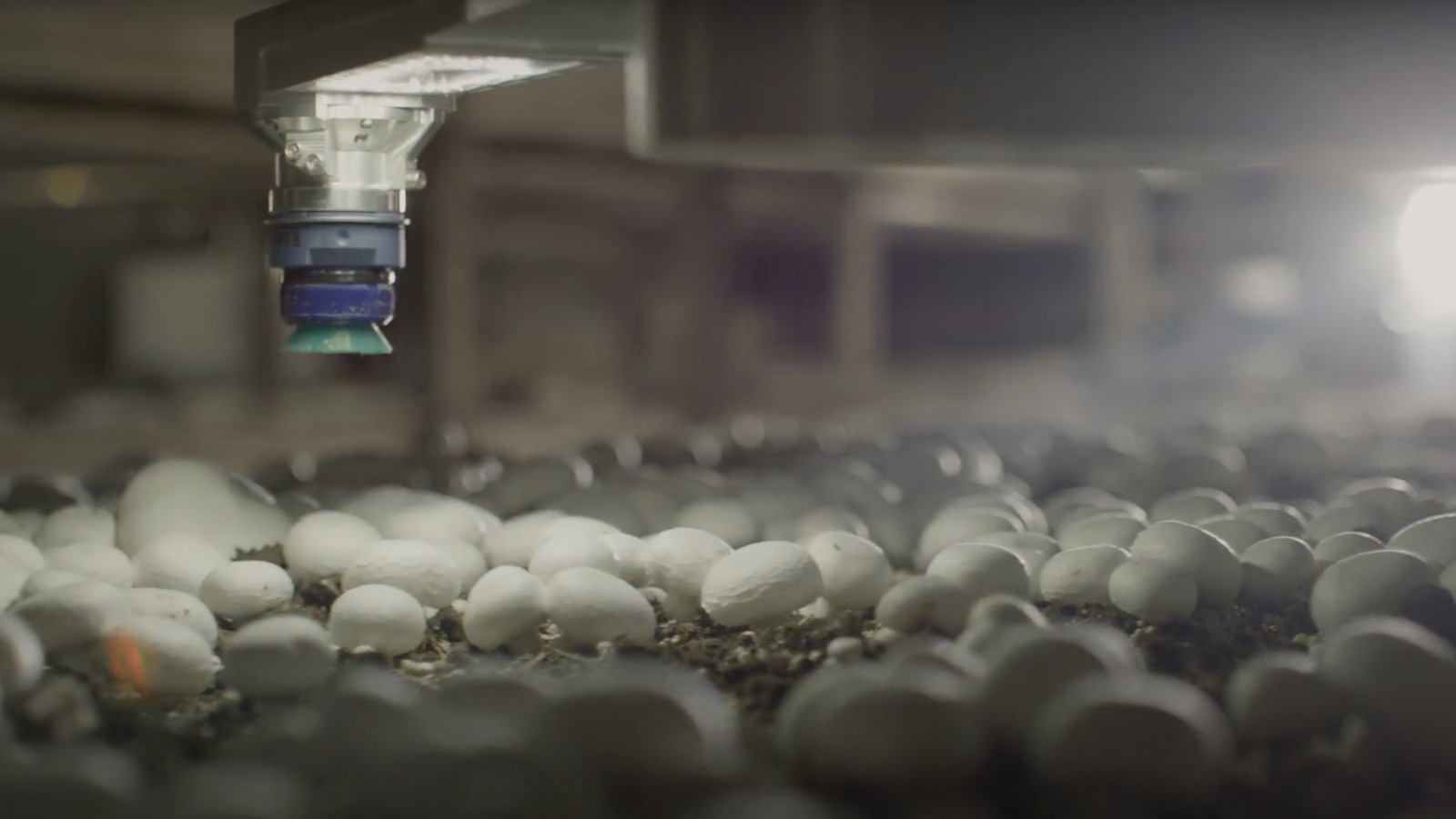 This Startup Company Is Spending Millions To Pick Mushrooms With Robots