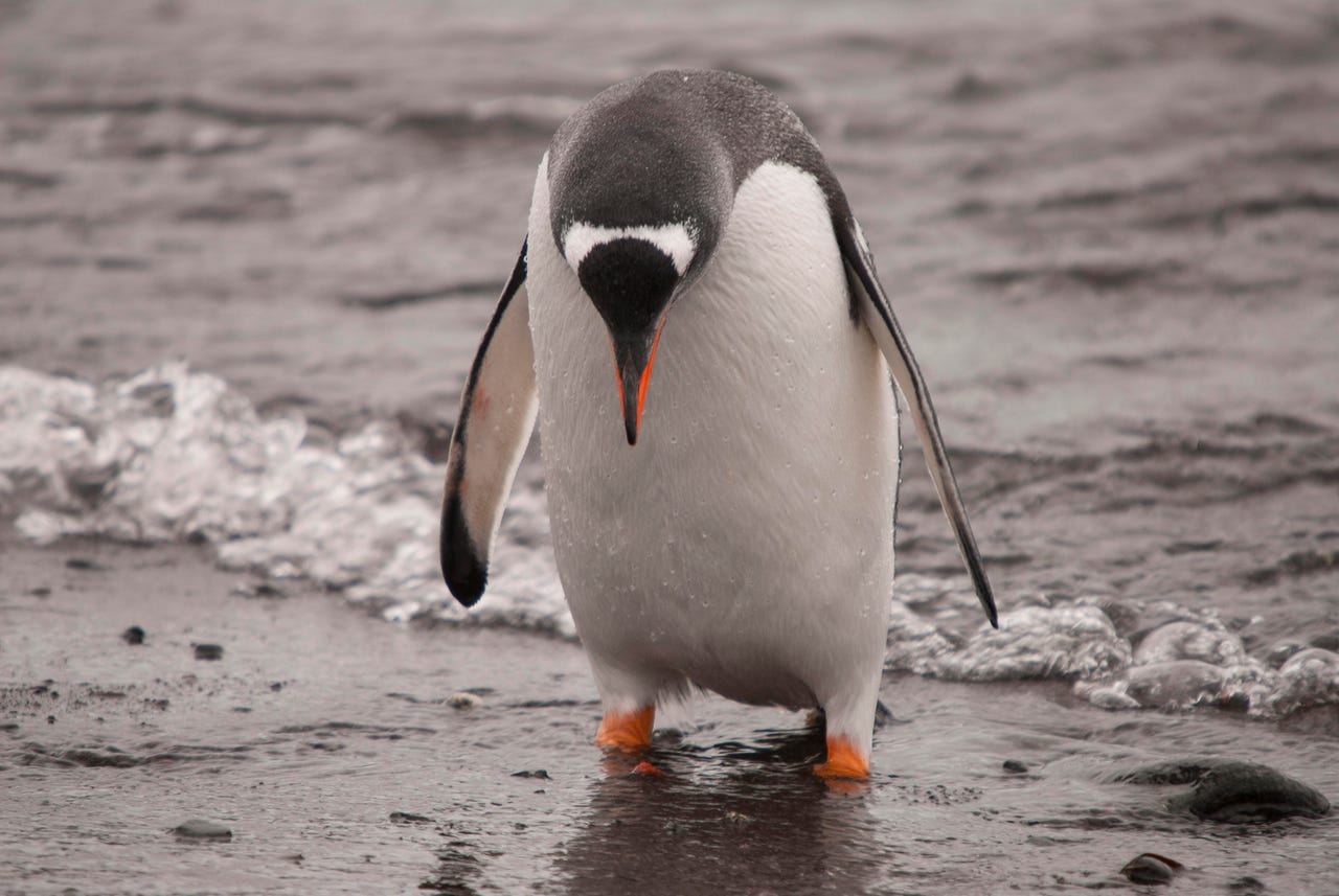 Arch Linux remains under attack as DDoS enters week 2 – here’s a workaround