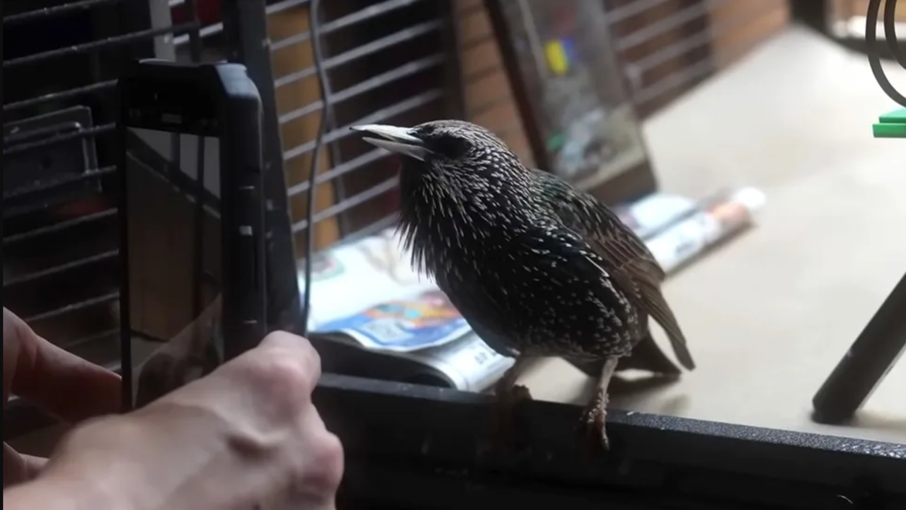This rescued starling just played back a digital image from memory using sound like a living hard drive