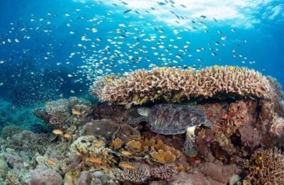WCS Launches Global Strategy to Secure the Future of Coral Reefs in a Changing Climate